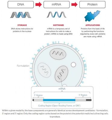 新冠疫情:434万!美国FDA授予Moderna公司疫苗产品mRNA-1273快速通道资格,初夏进入III期临床!